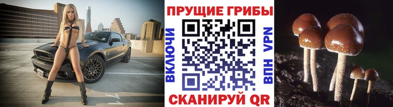 цены наркотик  Петровск  Псилоцибиновые грибы Psilocybe 